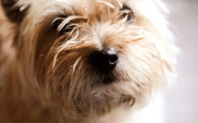 Preventative Measures Dog Constipation