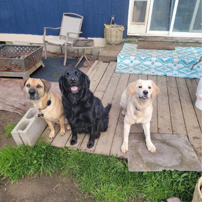 Three dogs of various breeds sitting calmly on a wooden deck, enjoying the outdoors in a serene setting
